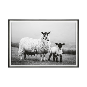 Islay Sheep I by Laura Marshall a Framed Photo Art Print Matted under Glass