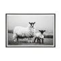 13348 - Islay Sheep I by Laura Marshall a Framed Photo Art Print Matted under Glass