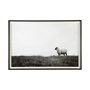 13349 - Islay Sheep II by Laura Marshall a Framed Photo Art Print Matted under Glass