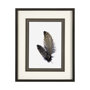 13352 - Feathered Friends by Nancy Crowell a Framed Art Print Matted under Glass