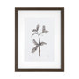 13492 - Olive Branch II by Gabrielle a Framed Art Print Matted under Glass