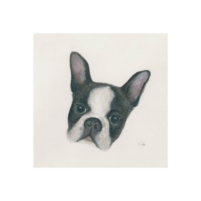 101773-S - Floyd (Boston Terrier 1) by Mercana Studio a Hand Embellished Textured Canvas