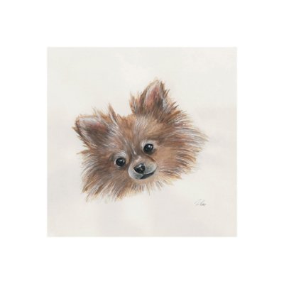 101774-S - Frankie (Pomeranian 1) by Mercana Studio a Hand Embellished Textured Canvas