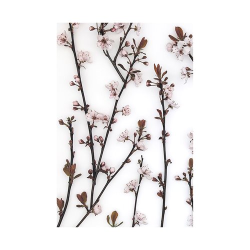 101797-L - Budding Blossom by Frank Assaf a Hand Embellished Textured Canvas