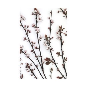 Budding Blossom by Frank Assaf a Hand Embellished Textured Canvas