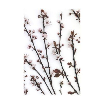 101798-L - Budding Blossom by Frank Assaf a Hand Embellished Textured Canvas