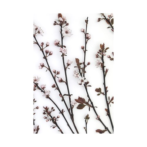 101798-L - Budding Blossom by Frank Assaf a Hand Embellished Textured Canvas