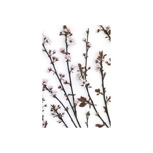 Budding Blossom by Frank Assaf a Hand Embellished Textured Canvas