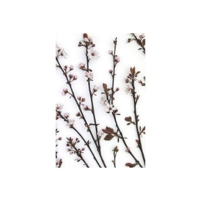 101798-S - Budding Blossom by Frank Assaf a Hand Embellished Textured Canvas
