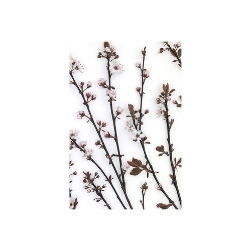 101798-S - Budding Blossom by Frank Assaf a Hand Embellished Textured Canvas