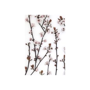 Budding Blossom by Frank Assaf a Hand Embellished Textured Canvas