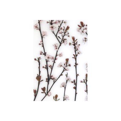 101797-S - Budding Blossom by Frank Assaf a Hand Embellished Textured Canvas