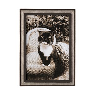Kitty I by Jim Drafield a Framed Photo Art Print