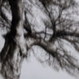 13555 - Boabab Tree I by Tiedge a Framed Art Print Matted under Glass