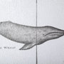13561 - Narwhal by Mercana Studio a Hand Embellished Textured Framed Art Print
