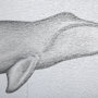 13562 - Bowhead Whale by Mercana Studio a Hand Embellished Textured Framed Art Print