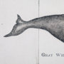 101866-L - Gray Whale by Mercana Studio a Hand Embellished Textured Canvas