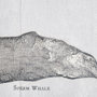 101867-L - Sperm Whale by Mercana Studio a Hand Embellished Textured Canvas