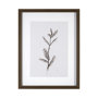 13491 - Olive Branch I by Gabrielle a Framed Art Print Matted under Glass