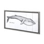 13564 - Blue Whale by Mercana Studio a Hand Embellished Textured Framed Art Print