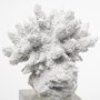 68927 - Isla (Large) 5L x 5W White Replica Resin Coral On Clear White Glass