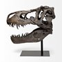 57430 - Lagrane 19L x 11W Brown Resin Tyrannosaurus T Rex Dinosaur Skull Replica