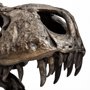 57430 - Lagrane 19L x 11W Brown Resin Tyrannosaurus T Rex Dinosaur Skull Replica