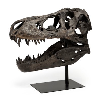 57430 - Lagrane 19L x 11W Brown Resin Tyrannosaurus T Rex Dinosaur Skull Replica