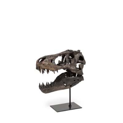 67025 - Jurassic 6L x 10W Brown Resin Tyrannosaurus Skull Replica