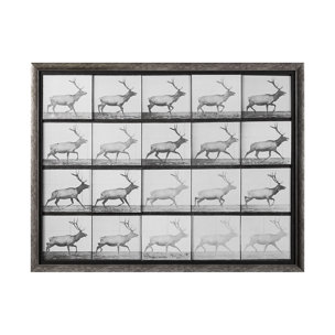 Elk Trotting by Eadweard Muybridge a Hand Embellished Textured Framed Art Print Matted under Glass