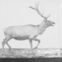 13682 - Elk Trotting by Eadweard Muybridge a Hand Embellished Textured Framed Art Print Matted under Glass