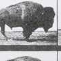 13683 - Buffalo Walking by Eadweard Muybridge Hand Embellished Textured Framed Art Print Matted under Glass