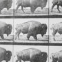 13683 - Buffalo Walking by Eadweard Muybridge Hand Embellished Textured Framed Art Print Matted under Glass