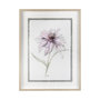 13648 - Echinacea I by Panpan Zhang a Framed Art Print Matted under Glass