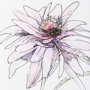 13648 - Echinacea I by Panpan Zhang a Framed Art Print Matted under Glass