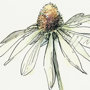 13649 - Echinacea II by Panpan Zhang a Framed Art Print Matted under Glass