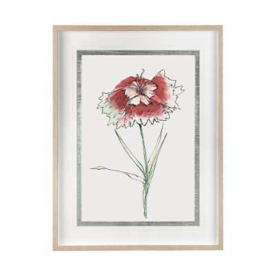 13652 - Dianthus I by Panpan Zhang a Framed Art Print Matted under Glass