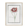 13652 - Dianthus I by Panpan Zhang a Framed Art Print Matted under Glass