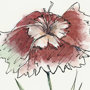 13652 - Dianthus I by Panpan Zhang a Framed Art Print Matted under Glass