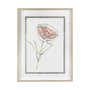 13653 - Dianthus II by Panpan Zhang a Framed Art Print Matted under Glass