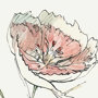 13653 - Dianthus II by Panpan Zhang a Framed Art Print Matted under Glass