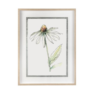 13649 - Echinacea II by Panpan Zhang a Framed Art Print Matted under Glass