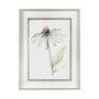 13649 - Echinacea II by Panpan Zhang a Framed Art Print Matted under Glass