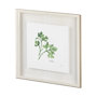 11342 - Italian Parsley v2 by Chris Paschke a Framed Art Print Matted under Glass