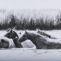 12680 - Water Horses III  by PHBurchett a Framed Photo Art Print Matted under Glass