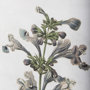13966 - Soft Blue Botanoicals III by Mercana Studio Hand Embellished Framed Art Print Matted under Glass