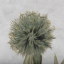 13969 - Soft Blue Botanoicals VI by Mercana Studio Hand Embellished Framed Art Print Matted under Glass