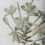 13970 - Soft Blue Botanoicals VII by Mercana Studio Hand Embellished Framed Art Print Matted under Glass
