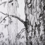 102050-S - Forest BW I by Ariana a Hand Embellished Textured Canvas