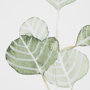 13366 - Soft Eucalyptus Branch II by Emma Scarvey Hand Embellished Framed Art Print Matted under Glass